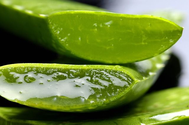 Aloe Vera plantas que curan